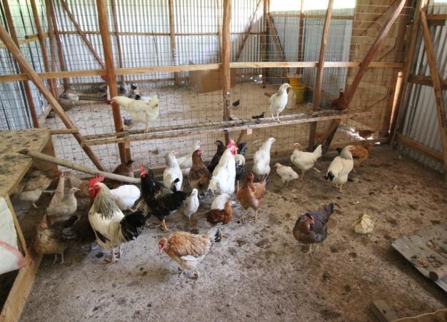Kippenfarm gehandicaptenhuis in Nyamonye
